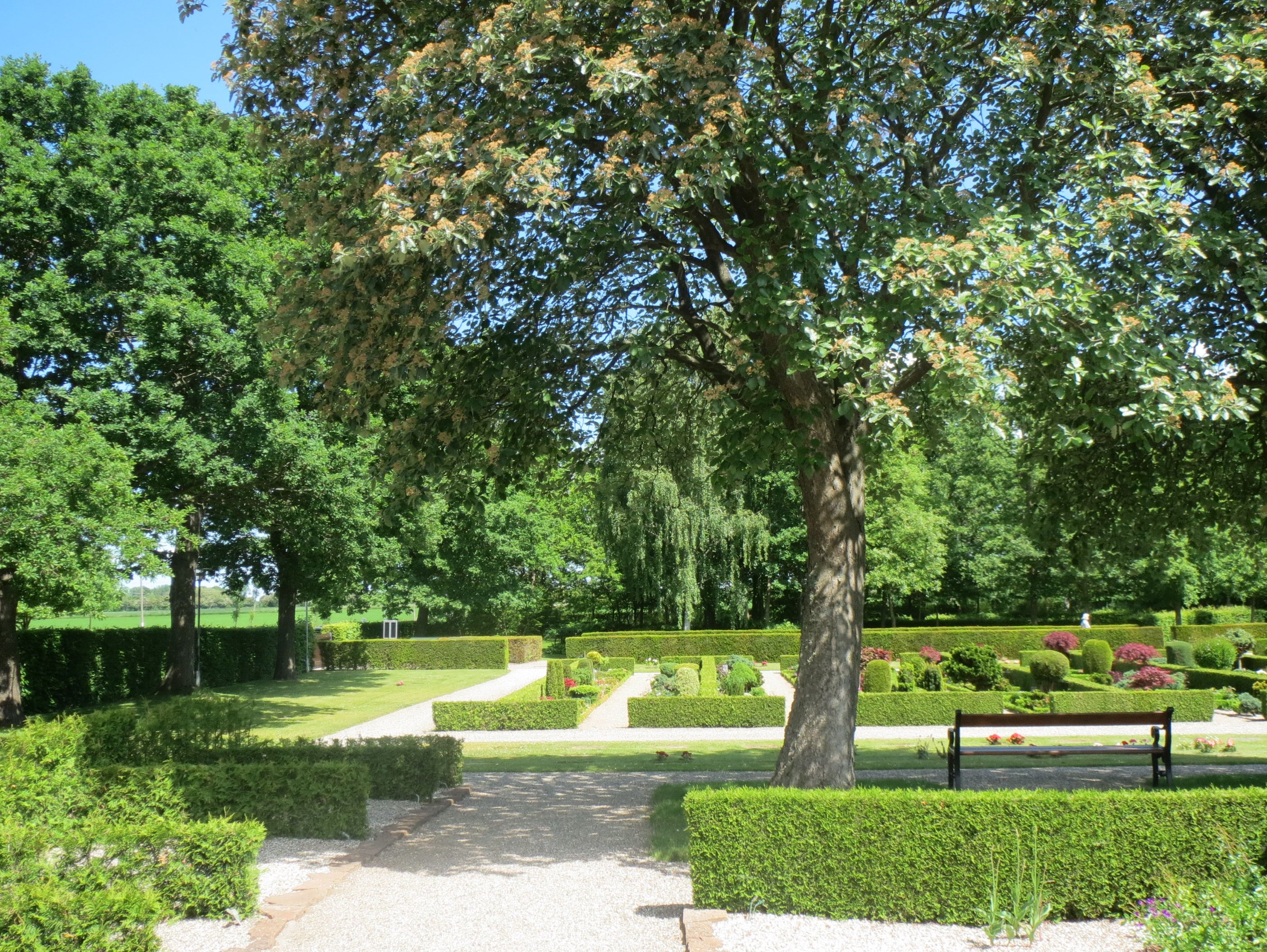 Træer og hække på kirkegården